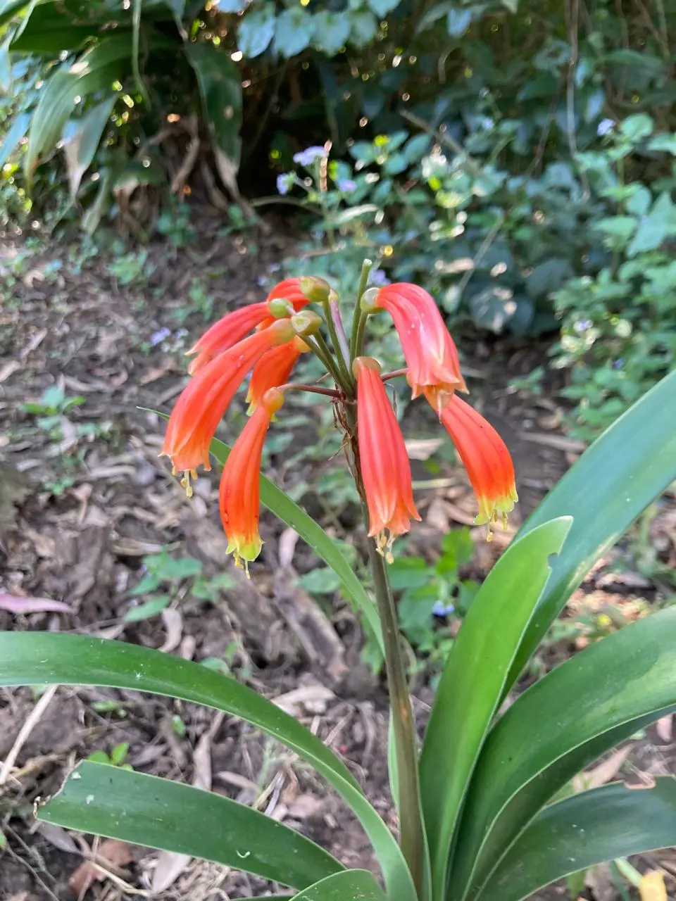 Clivia caulescens - Pendulous orange-red flowers bulbs for sale South Africa | rare stem-forming clivia