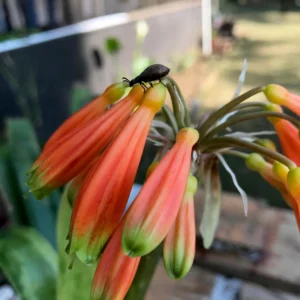 Clivia gardenia - Large rounded peach-orange flowers bulbs for sale South Africa | hybrid collector's clivia
