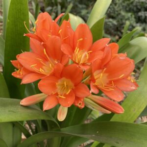 Clivia miniata - Orange trumpet flowers bulbs for sale South Africa | shade loving evergreen clivia