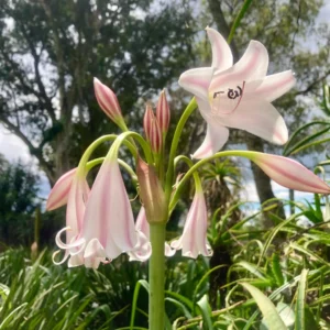 Crinum macowanii - White to pale pink fragrant flowers bulbs for sale South Africa | Sabie Crinum large bulb