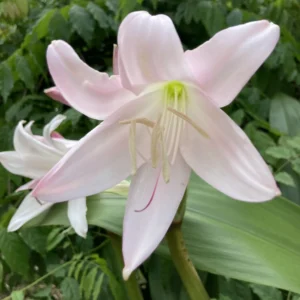 Crinum moorei - Large pendulous pink fragrant flowers bulbs for sale South Africa | shade loving evergreen crinum
