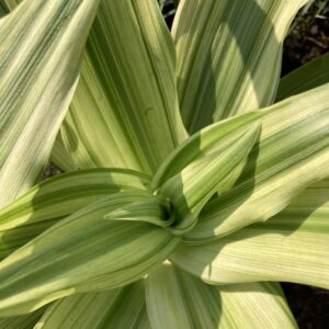 Crinum moorei Variegated - Cream and green striped leaves with pink flowers bulbs for sale South Africa | rare variegated collector's crinum