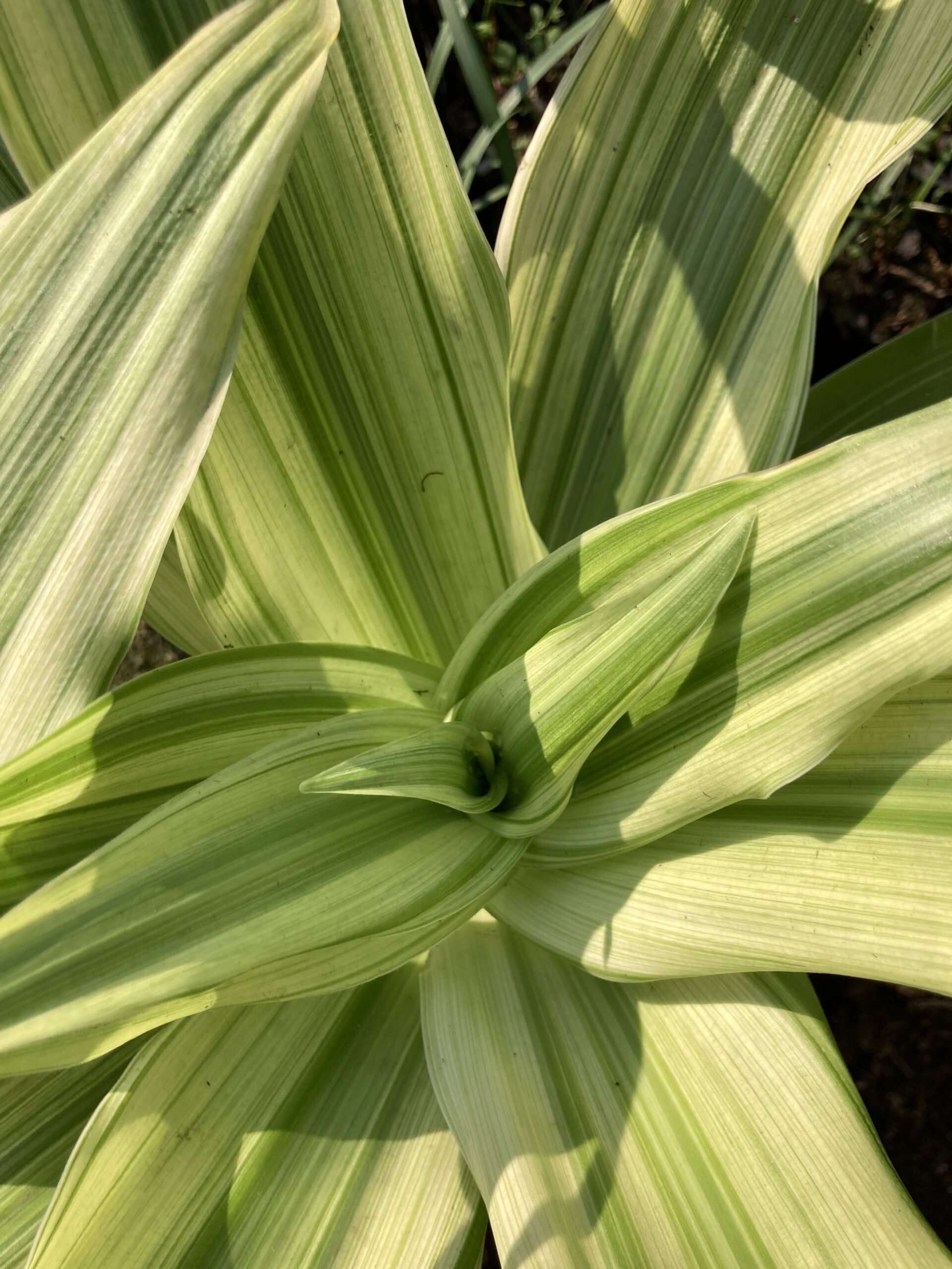 Crinum moorei Variegated - Cream and green striped leaves with pink flowers bulbs for sale South Africa | rare variegated collector's crinum