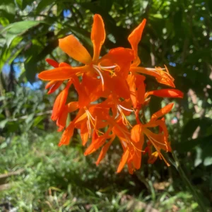 Crocosmia aurea - Bright orange funnel-shaped flowers bulbs for sale South Africa | shade loving sunbird magnet