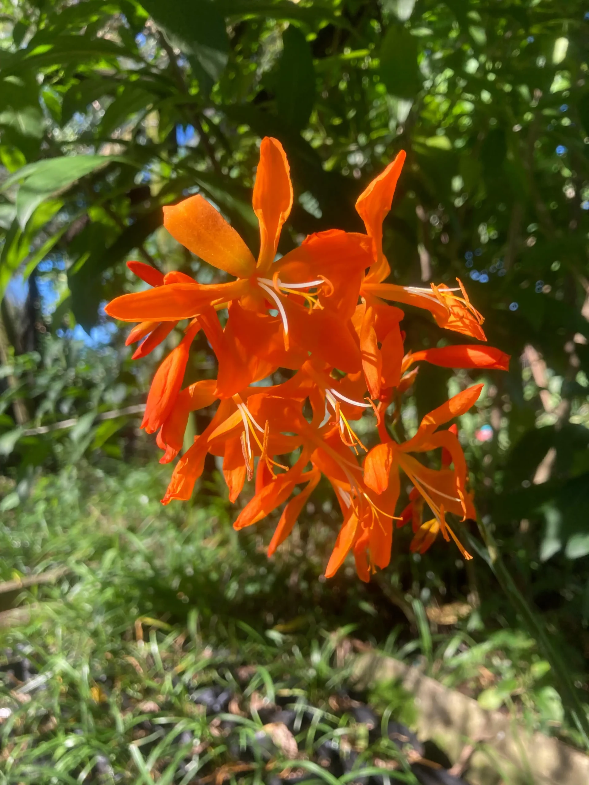 Crocosmia aurea - Bright orange funnel-shaped flowers bulbs for sale South Africa | shade loving sunbird magnet