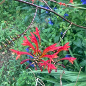 Crocosmia paniculatum - Branching orange flower sprays bulbs for sale South Africa | tall robust crocosmia naturalising