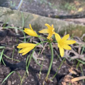 Cyrtanthus breviflorus - Small bright yellow fire lily flowers bulbs for sale South Africa | fast growing easy bulb