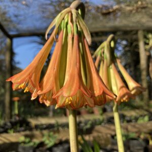 Cyrtanthus falcatus - Sickle-shaped twisted grey-green leaves bulbs for sale South Africa | bizarre rare collector's bulb