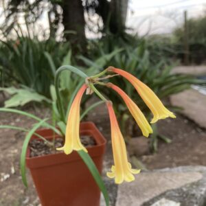Cyrtanthus mackenii - Two-tone cream and yellow-pink flowers bulbs for sale South Africa | rare colour collector's cyrtanthus