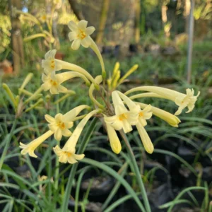 cyrtanthus mackenii yellow tubular flower