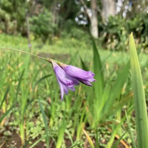 dierama floriferum african bulbs
