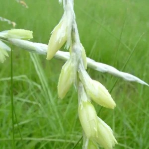 Dierama pallidum - Pale pink-white bell-shaped flowers bulbs for sale South Africa | rare delicate angel fishing rods