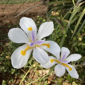 Dietes grandiflora - Large white iris-like flowers with yellow and violet markings bulbs for sale South Africa | evergreen drought tolerant wild iris