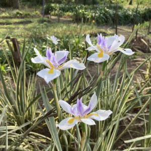 Dietes grandiflora Variegated - Cream and green striped leaves with white flowers bulbs for sale South Africa | variegated wild iris striking foliage
