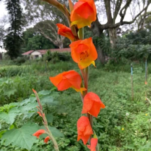 Gladiolus dalenii - Large hooded orange flowers bulbs for sale South Africa | parent of modern hybrids dramatic