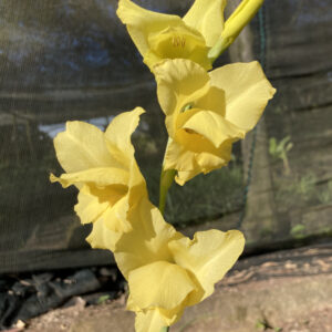 Gladiolus dalenii - Large hooded yellow flowers bulbs for sale South Africa | parent of modern hybrids dramatic