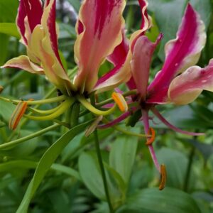 Gloriosa superba - Flame-like red and yellow reflexed flowers climbing bulbs for sale South Africa | flame lily toxic spectacular