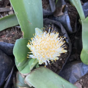 Haemanthus albiflos - White paintbrush flowers with hairy tongue-shaped leaves bulbs for sale South Africa | evergreen shade bulb red berries