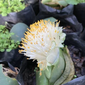 Haemanthus deformis - Twisted prostrate leaves with white to pale pink flowers bulbs for sale South Africa | rare unusual foliage haemanthus