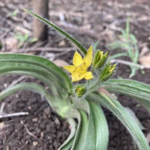 Hypoxis acuminata - Bright yellow star-shaped flowers on narrow pointed leaves bulbs for sale South Africa | easy cheerful summer corm