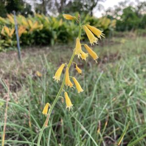 Kniphofia pauciflora - Small compact yellow to orange-red flowers bulbs for sale South Africa | container red-hot poker