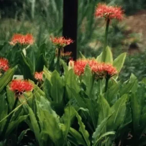 Scadoxus multiflorus - Large spherical red firework-like flower head bulbs for sale South Africa | blood lily dramatic exotic
