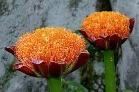 Scadoxus puniceus - Orange-red blood lily flower head on short stem bulbs for sale South Africa | winter spring flowering dramatic