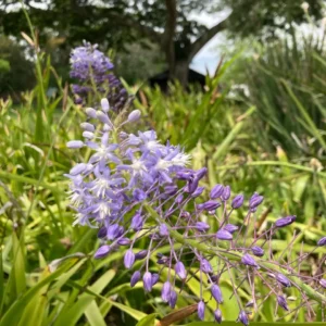 scilla natalensis