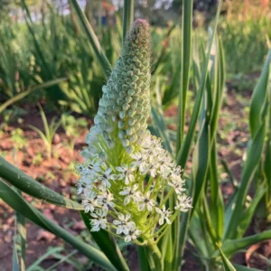 scilla nervosa ()