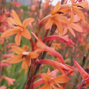 Watsonia meriana Tangerine - Bright tangerine-orange flowers with narrow leaves bulbs for sale South Africa | spring flowering sunbird magnet