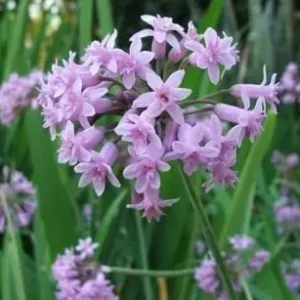 Tulbaghia violacea - Mauve flower clusters with garlic-scented leaves bulbs for sale South Africa | edible medicinal drought tolerant pest resistant