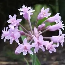 Tulbaghia simmlerii - Pale pink to lilac flower clusters with narrow leaves bulbs for sale South Africa | delicate wild garlic rock garden