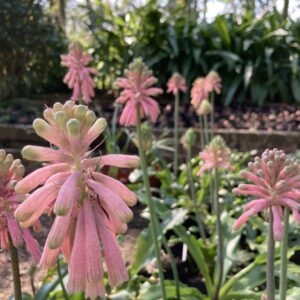 Asparagaceae