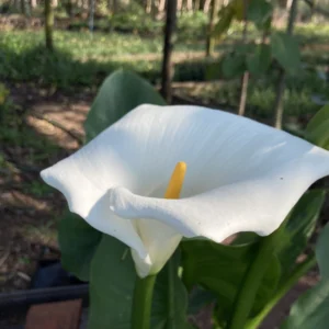 Zantedeschia aethiopica - Pure white spathes with yellow spadix and glossy arrow leaves bulbs for sale South Africa | classic white arum lily moisture lover