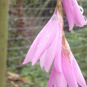 Dierama pauciflorum