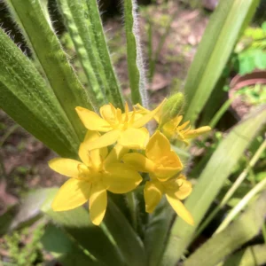 Hypoxis argentia