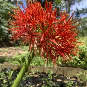 Scadoxus multiflorus
