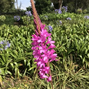 Watsonia confusa